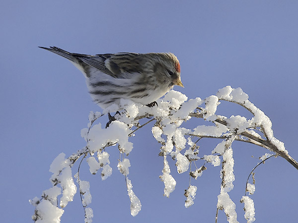 Urpiainen, Common Redpoll, Carduelis flammea